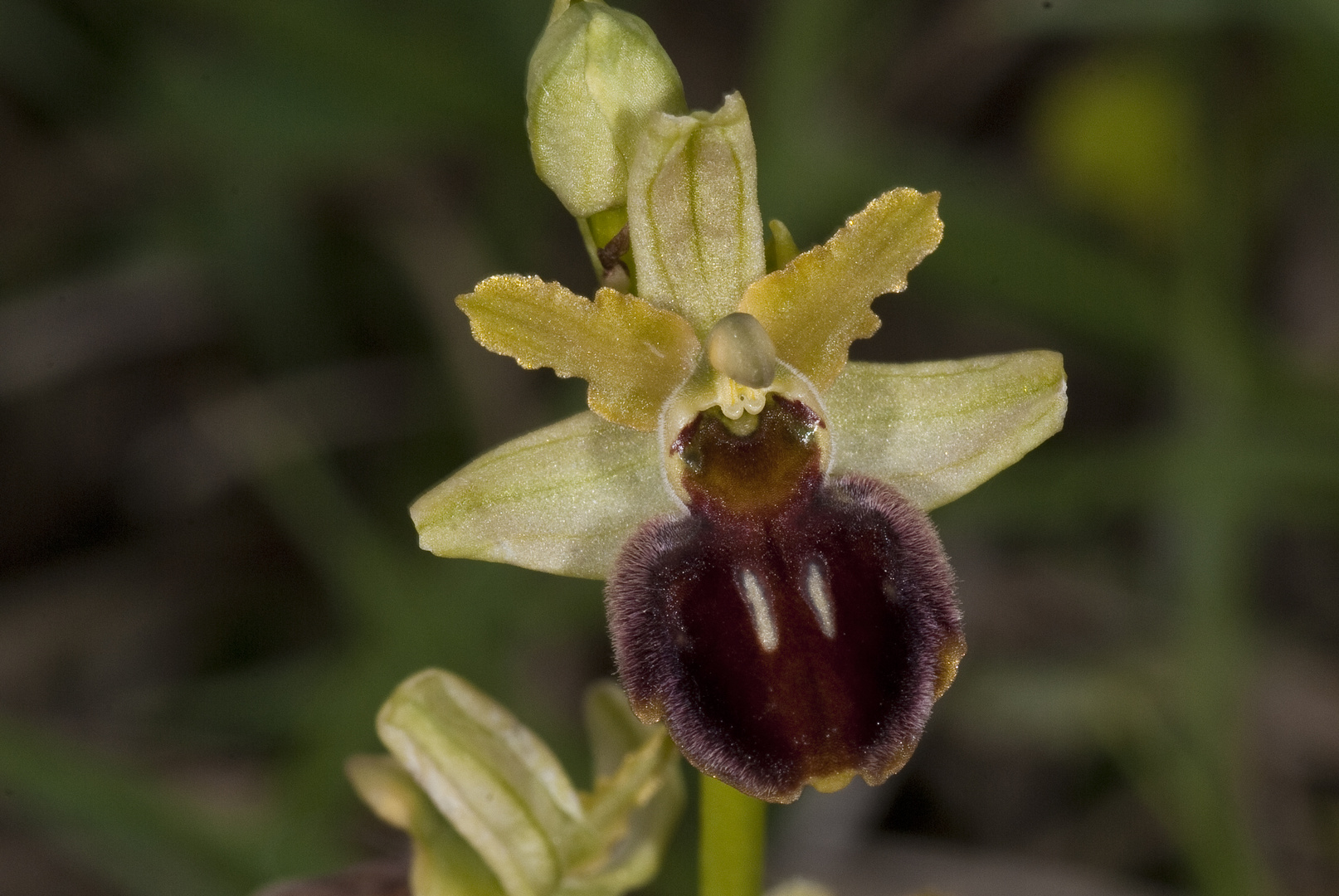 Spinnen-Ragwurz (Ophrys sphegodes)