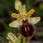 Spinnen-Ragwurz (Ophrys sphegodes)