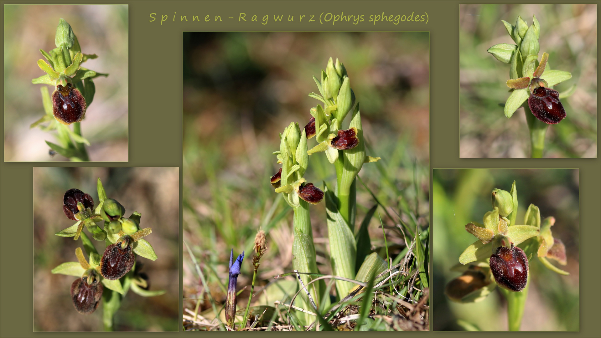 Spinnen-Ragwurz (Ophrys sphegodes).