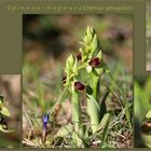 Spinnen-Ragwurz (Ophrys sphegodes).