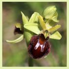 Spinnen-Ragwurz (Ophrys sphegodes).