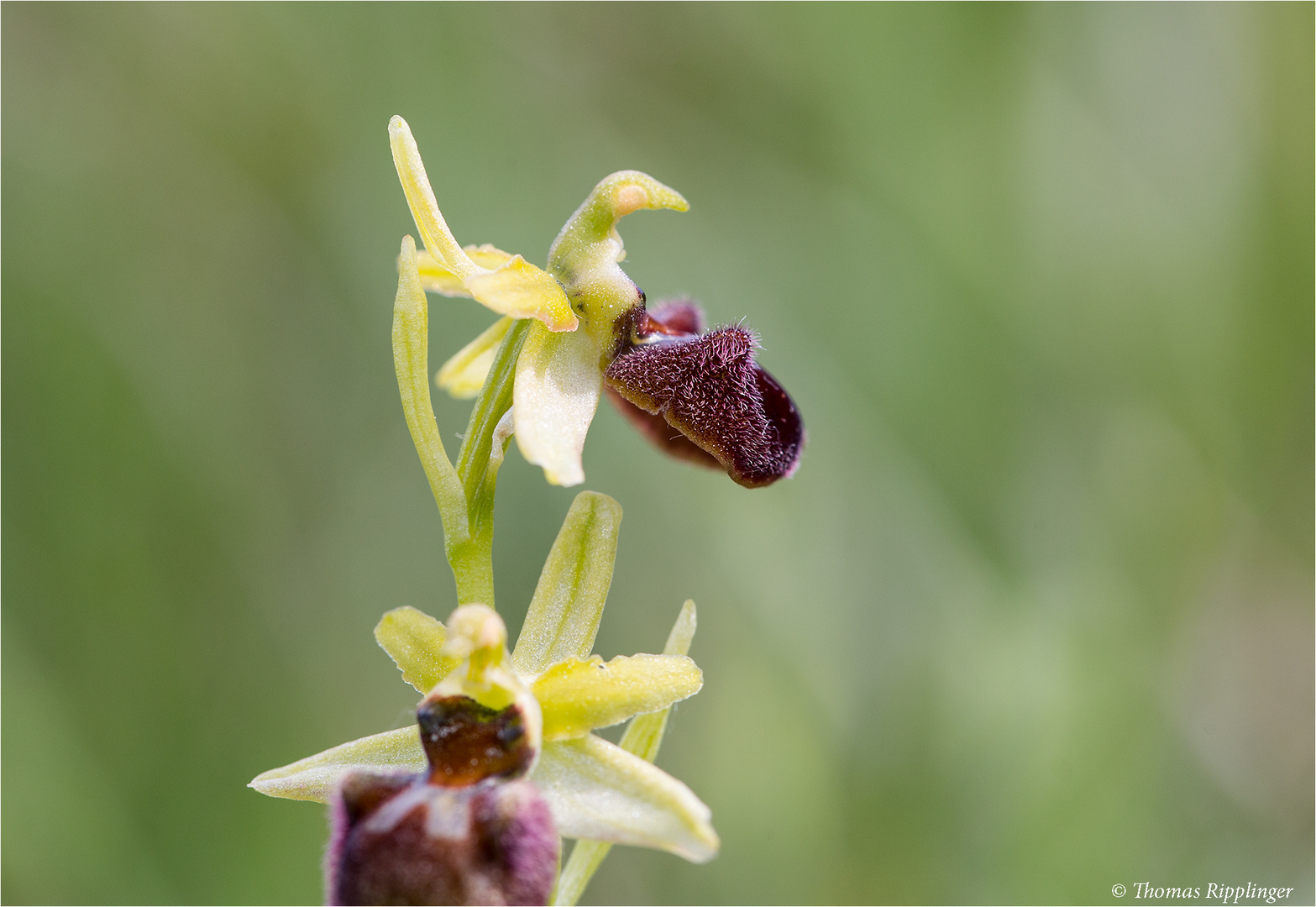 Spinnen-Ragwurz (Ophrys sphegodes) ...