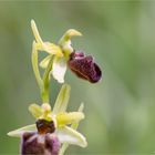 Spinnen-Ragwurz (Ophrys sphegodes) ...