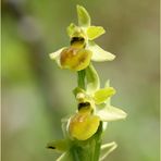 Spinnen-Ragwurz (Ophrys sphegodes)...