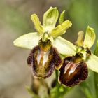 Spinnen-Ragwurz (Ophrys sphegodes)