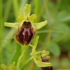 Spinnen-Ragwurz (Ophrys sphegodys)