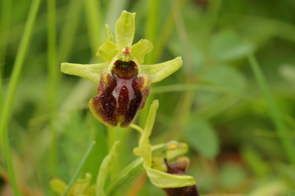 Spinnen-Ragwurz (Ophrys sphegodys)