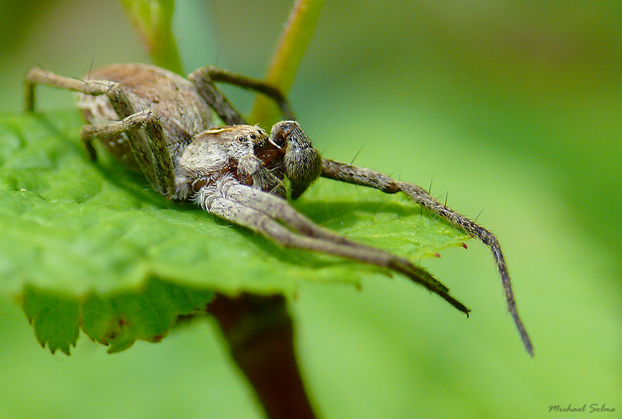 Spinnen Relaxing - Listspinne