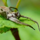 Spinnen Relaxing - Listspinne