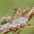 Spinnen sind  .....................