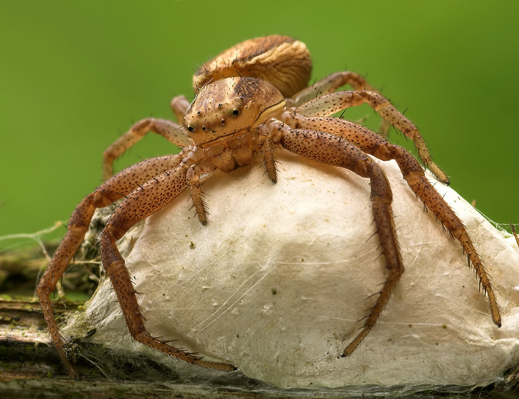 Spinnen sind Helikoptermütter