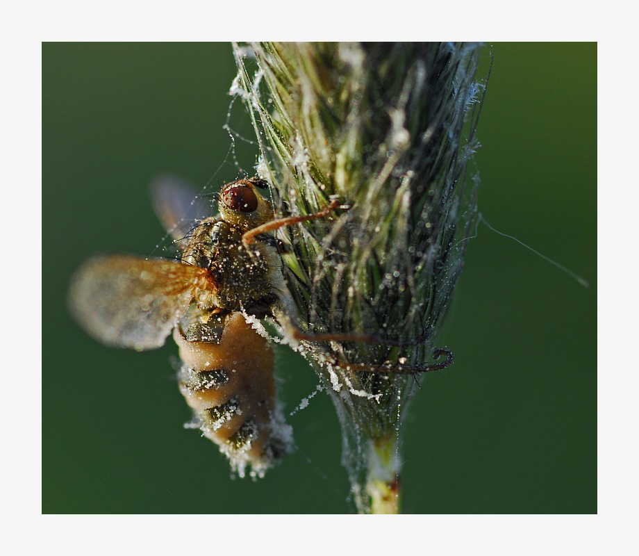 Spinnen sind klüger als Schwebfliegen