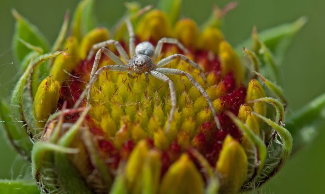 Spinnen sind nicht mein Metier...