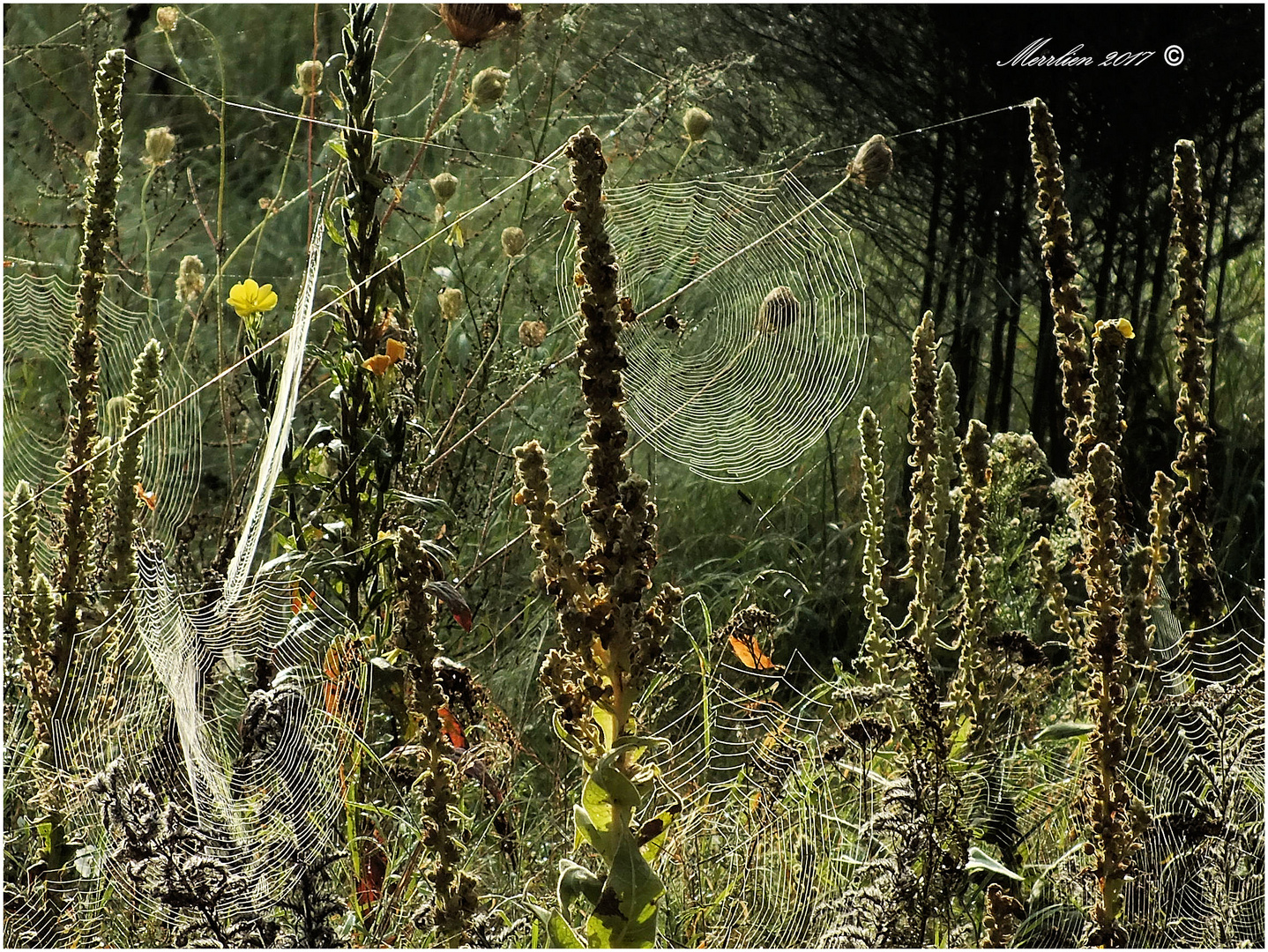 Spinnen weben