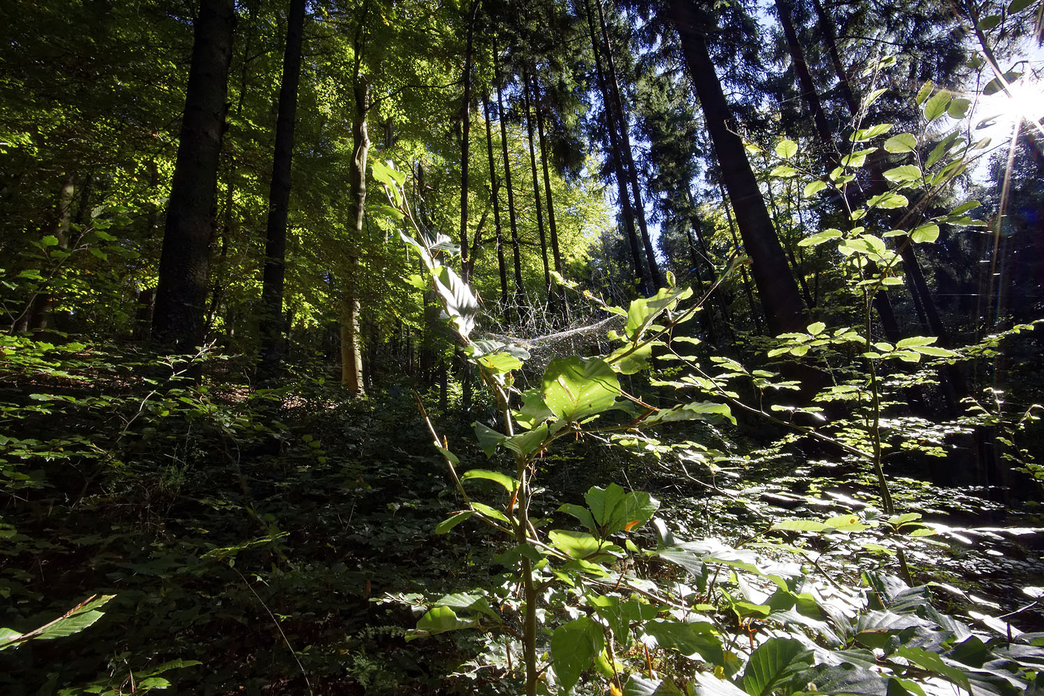 Spinnenaktivität im Sonnenlicht