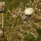 Spinnenalarm auf der Wiese