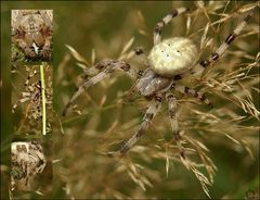 Spinnenalarm auf der Wiese