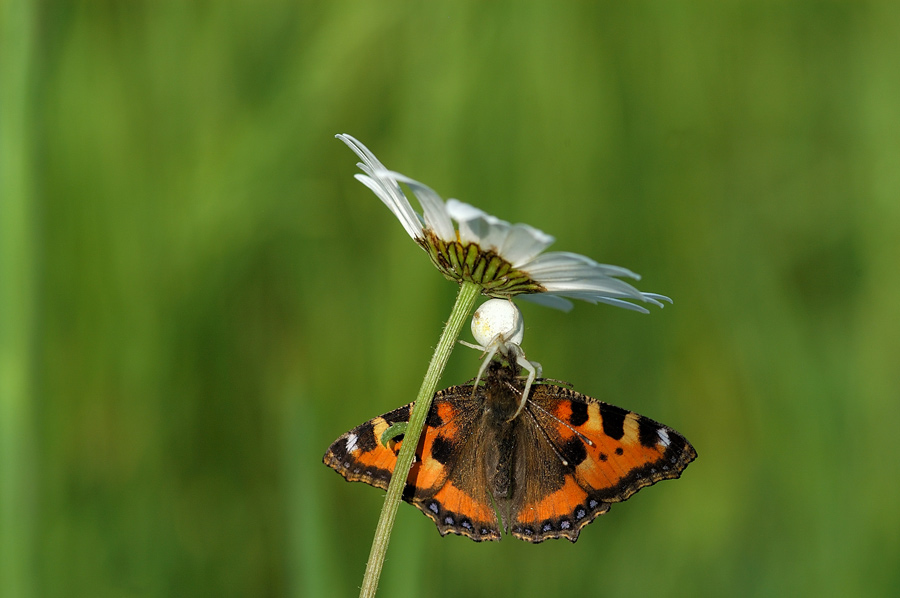 spinnenangriff auf schmetterling