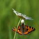 spinnenangriff auf schmetterling