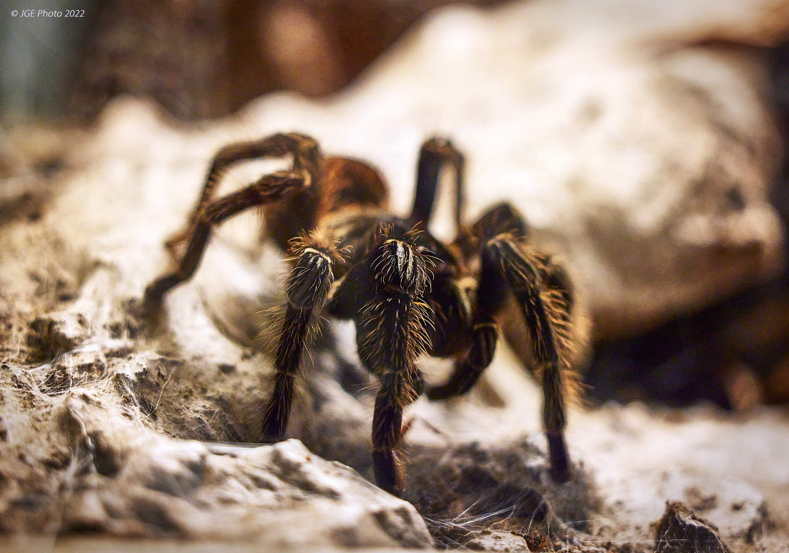 Spinnenart im Terrarium Landau