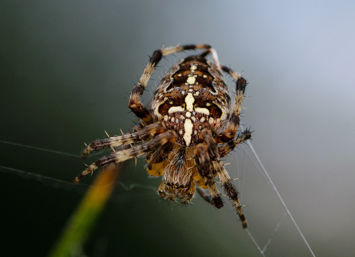 Spinnenaugen, spider eyes - Gartenkreuzspinne (Araneus diadematus), crowned orb weaver