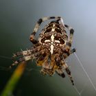 Spinnenaugen, spider eyes - Gartenkreuzspinne (Araneus diadematus), crowned orb weaver