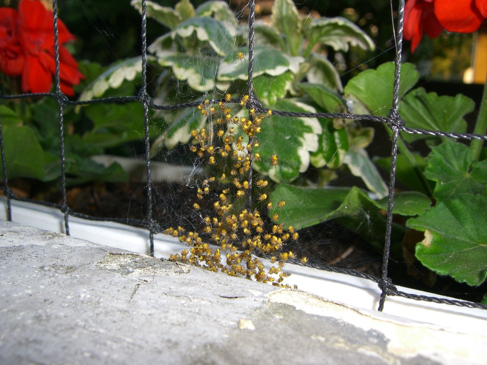 Spinnenbabys auf unserem Balkon