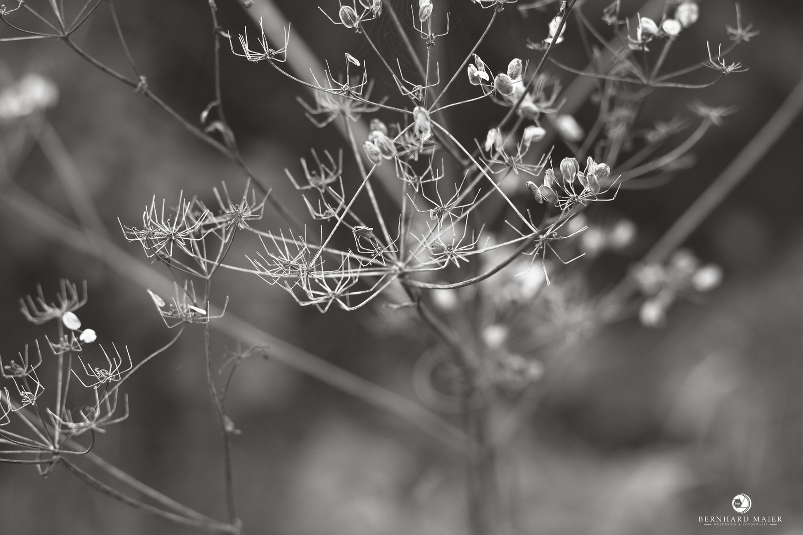 Spinnenbaum