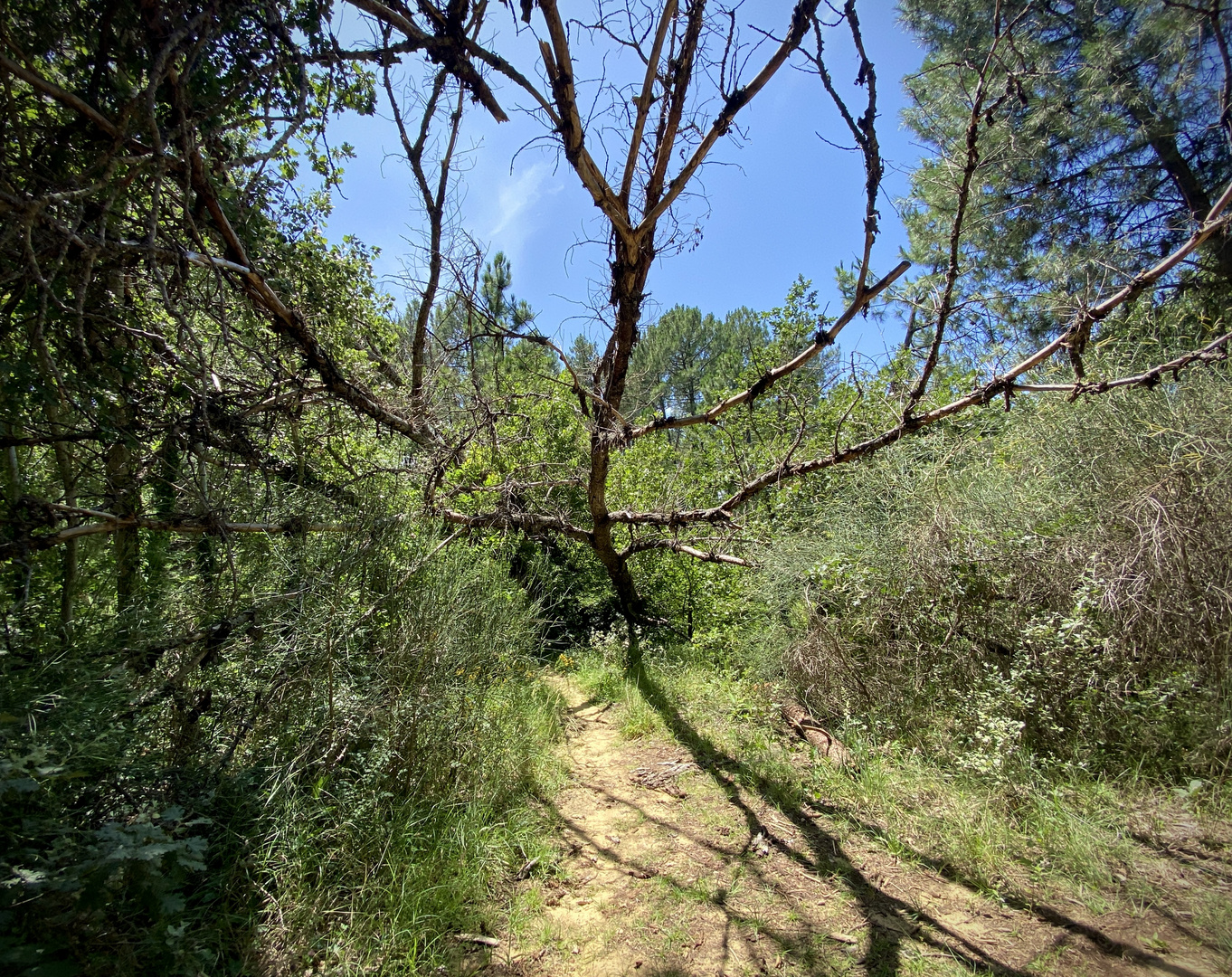 Spinnenbaum