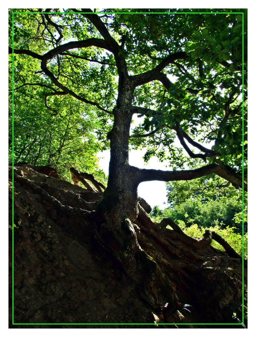 Spinnenbaum oder Verwurzelt