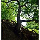 Spinnenbaum oder Verwurzelt