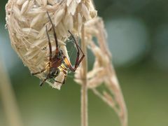 Spinnenbehausung