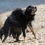 Spinnenbein im Wasser