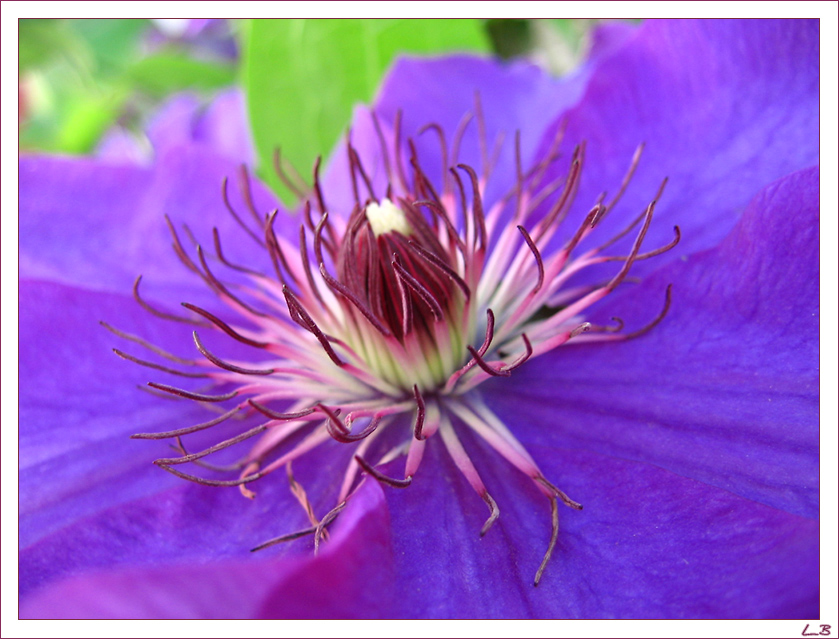 Spinnenbeine der Clematis