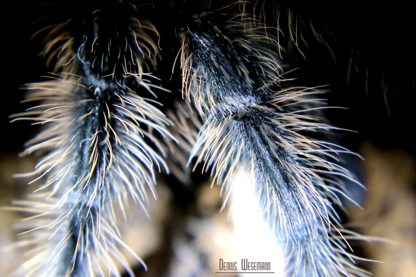 Spinnenbeine (Grammostola grossa)