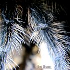 Spinnenbeine (Grammostola grossa)