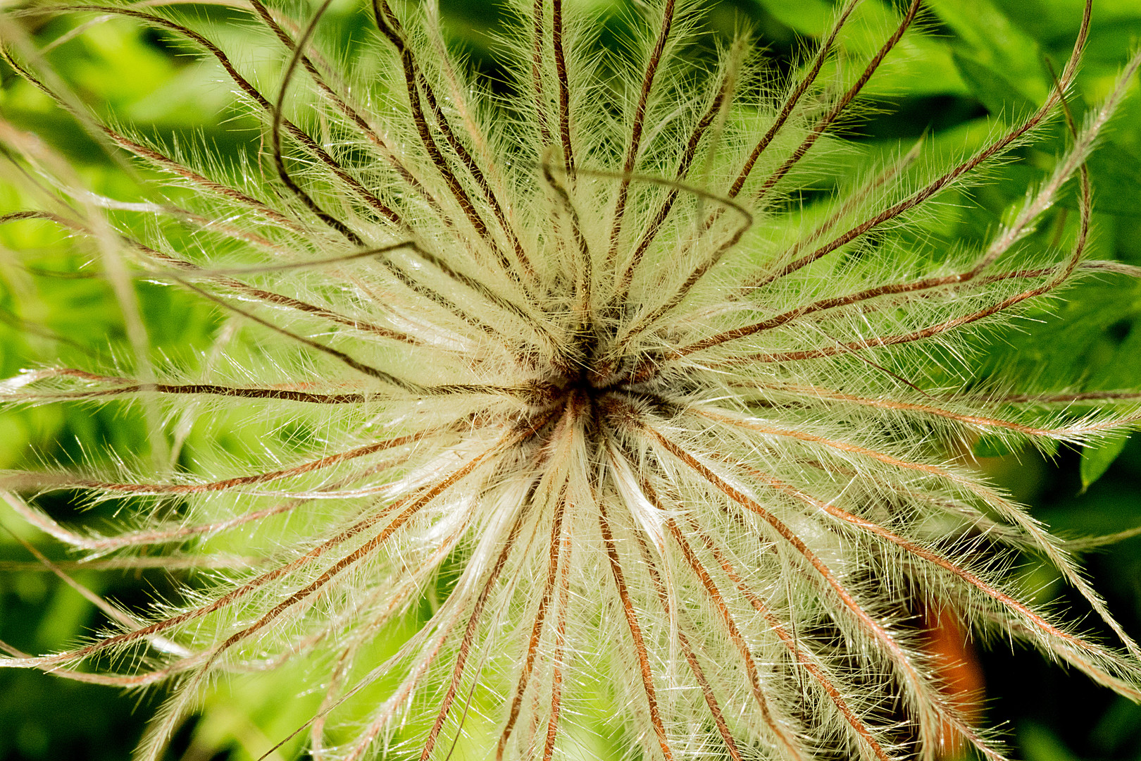 Spinnenbeinen-Blume