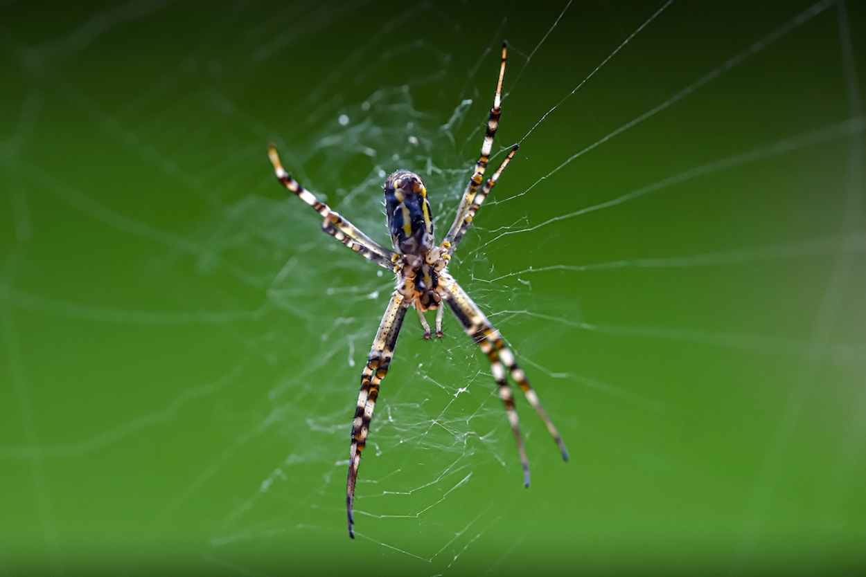 Spinnenbesuch