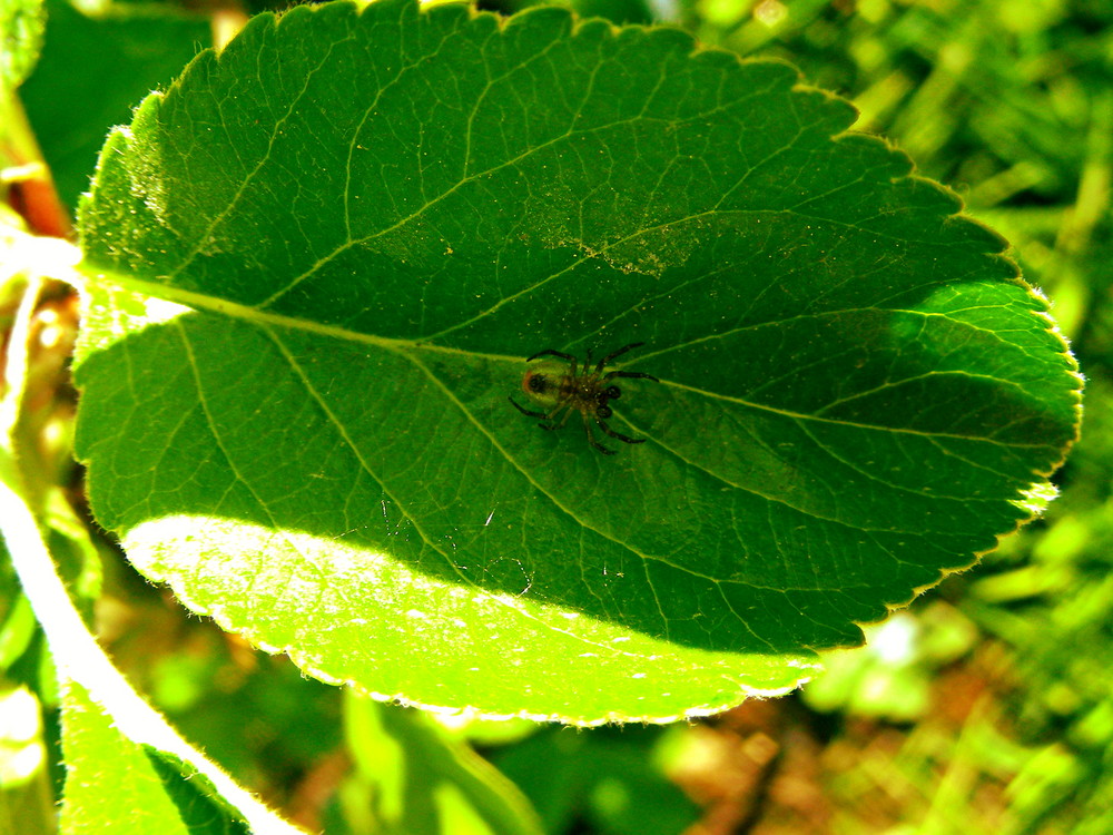 spinnenblatt