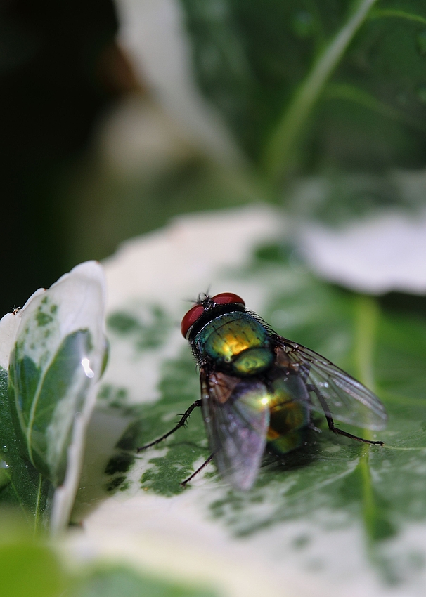 Spinnenblick auf eine Fliege - oder wie würdest Du es betiteln?