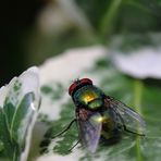 Spinnenblick auf eine Fliege - oder wie würdest Du es betiteln?