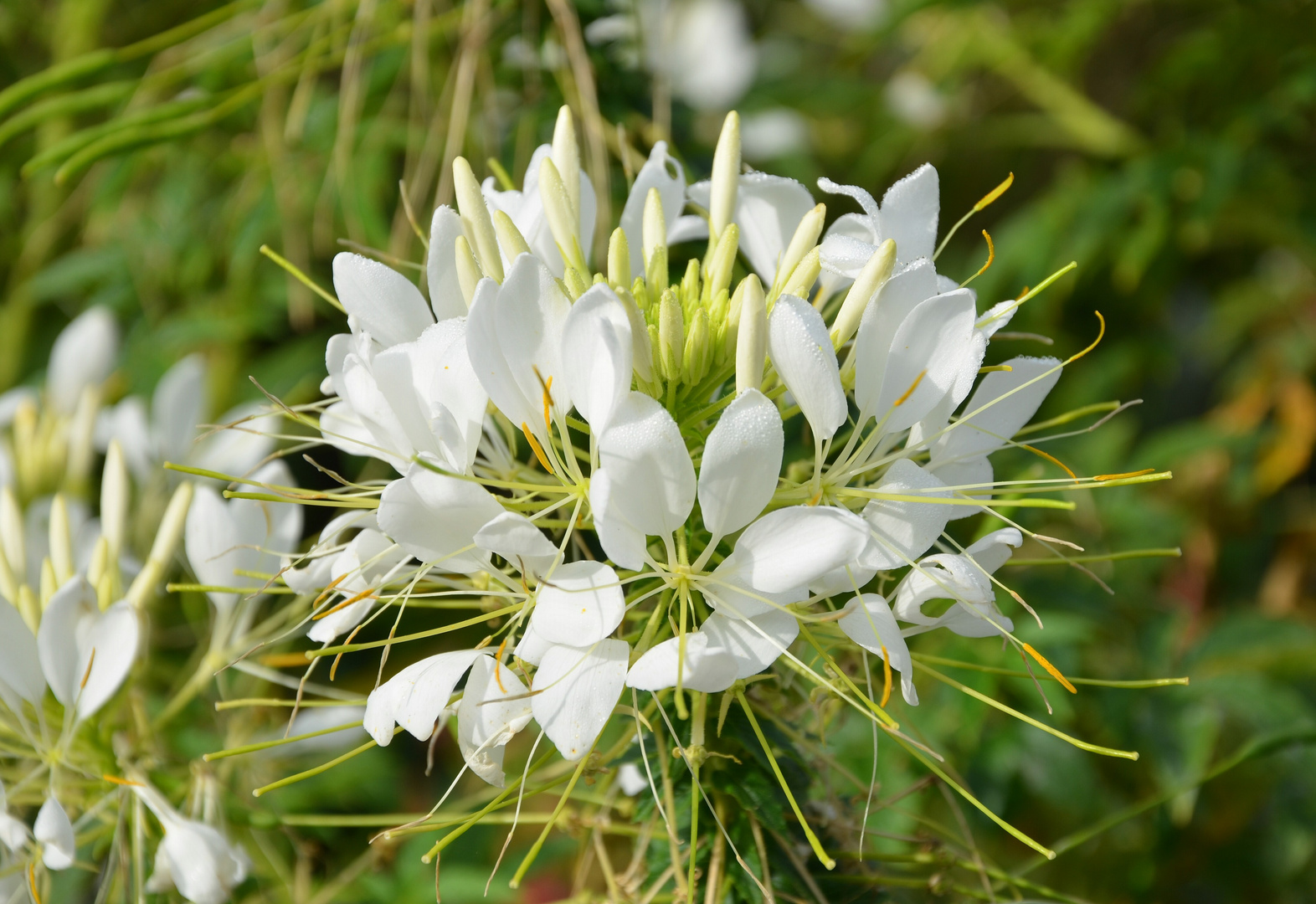 Spinnenblüte