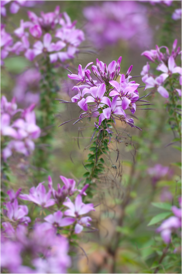 Spinnenblume