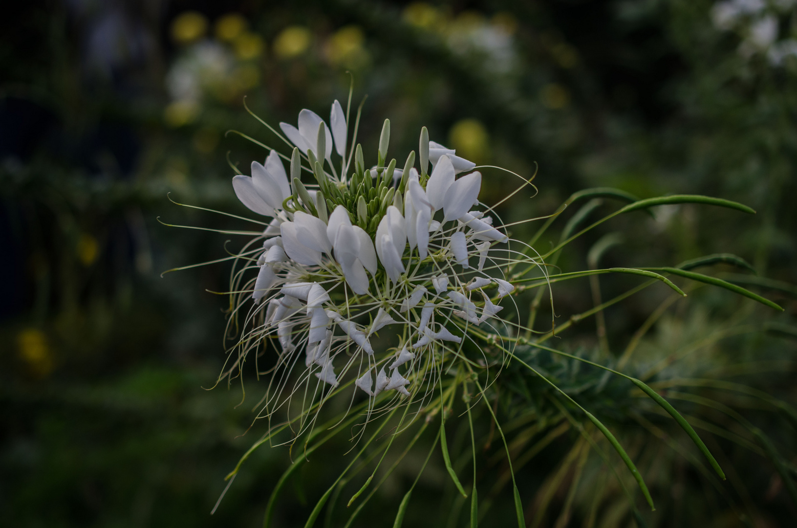 Spinnenblume