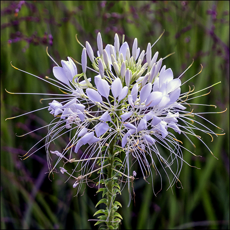 Spinnenblume