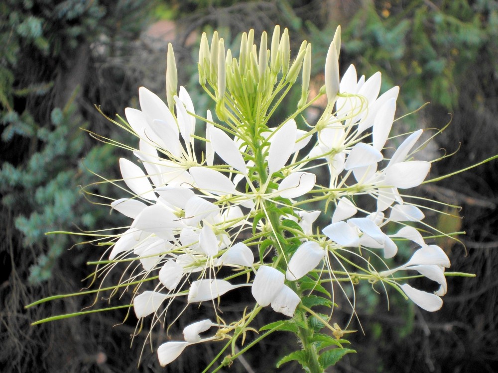 Spinnenblume (cleome spinosa)