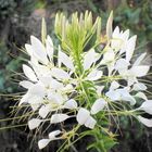 Spinnenblume (cleome spinosa)