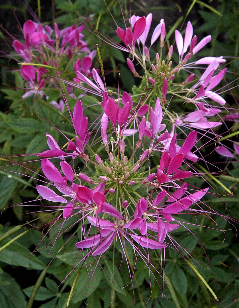 Spinnenblume ( Cleome spinosa )
