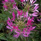 Spinnenblume ( Cleome spinosa )