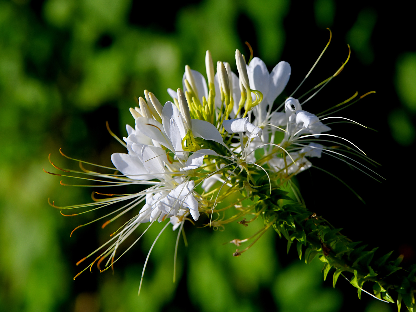Spinnenblume Cleome spinosa